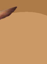 Tail